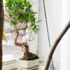 bonsai tree buy online uk