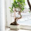 ficus microcarpa bonsai fig tree