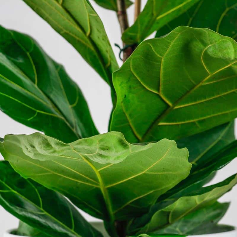 fiddle leaf fig big leaf plant fiddle leaf fig big leaf plant