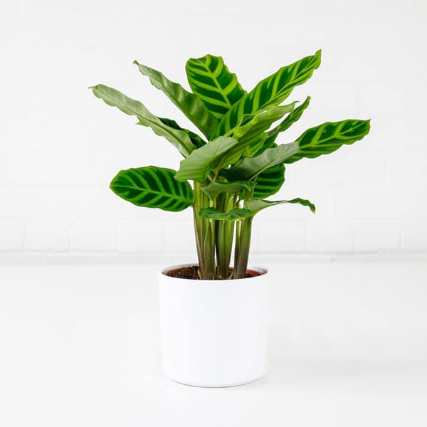 zebra plant