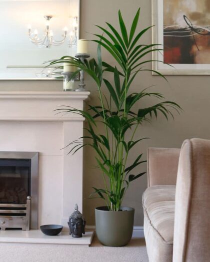 kentia palm howea forsteriana large indoor houseplant