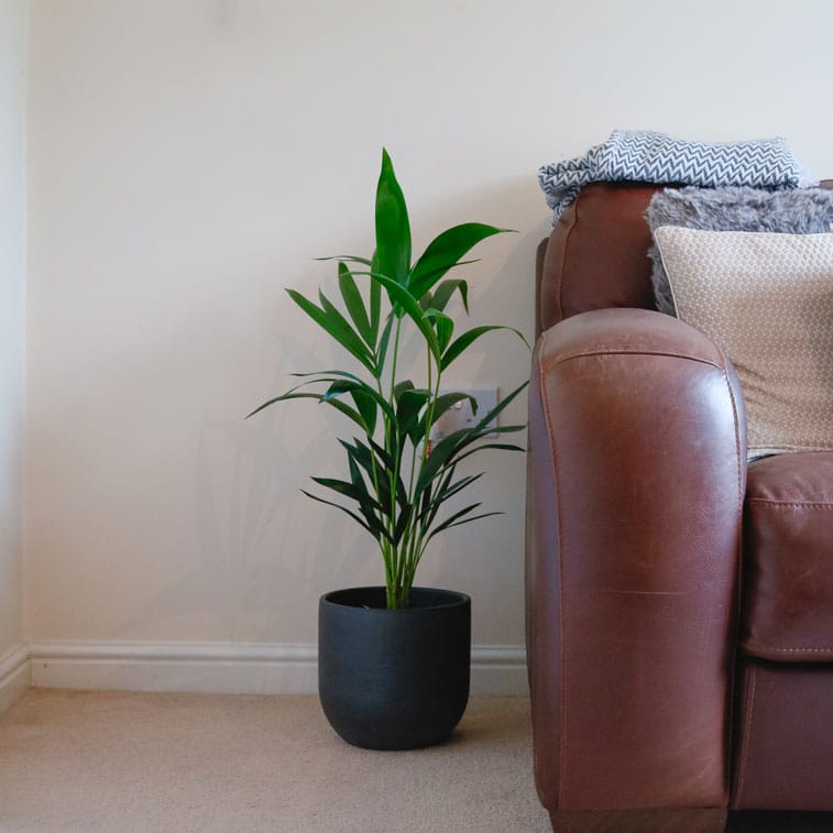 kentia palm howea forsteriana 3 kentia palm howea forsteriana small indoor houseplant