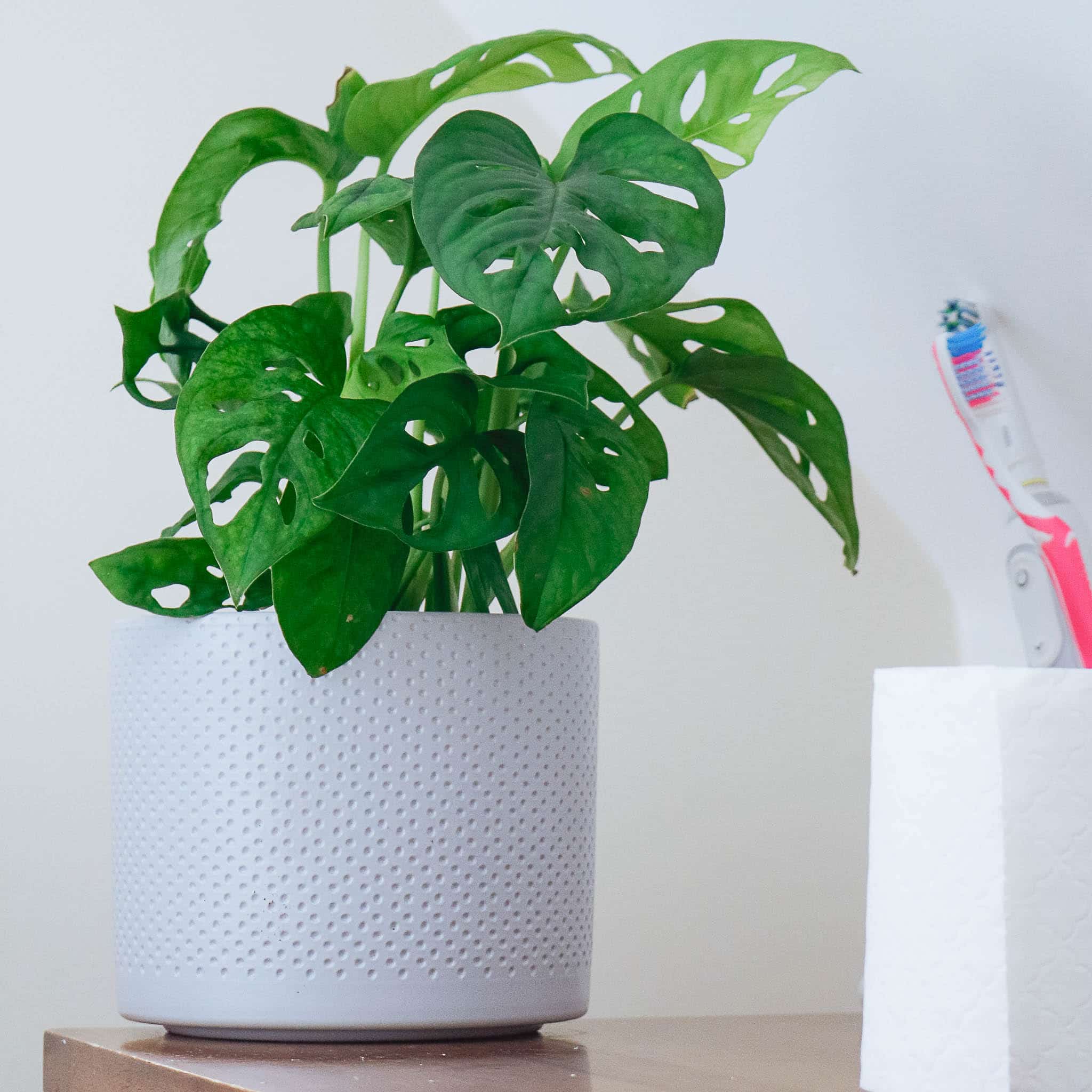 monkey mask plant monstera obliqua-1 monkey mask plant monstera obliqua