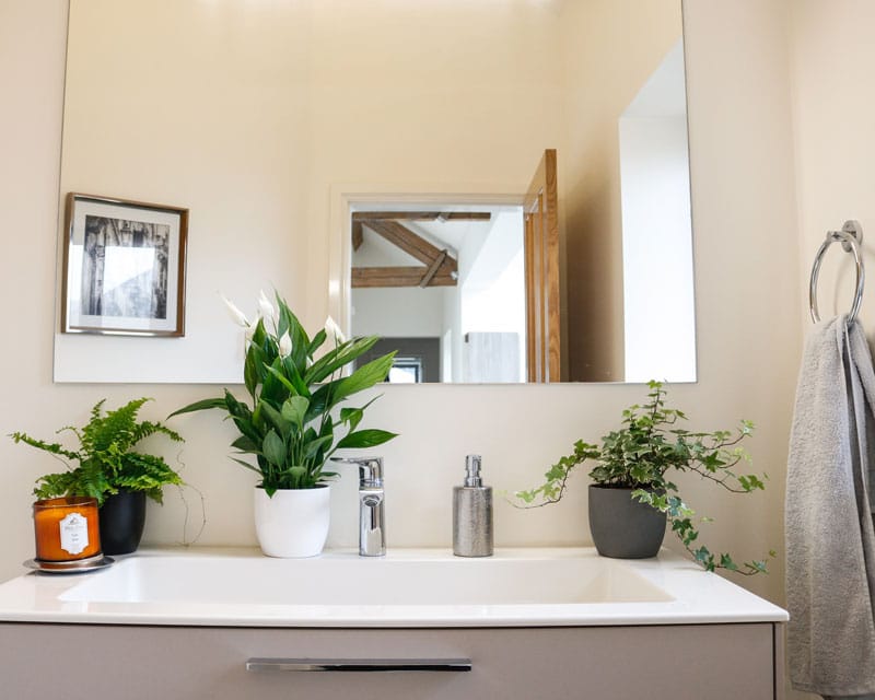 air purifying plant set
