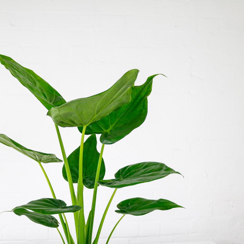 Alocasia Cucullata