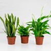 air purifying house plants air purifying house plants bundle