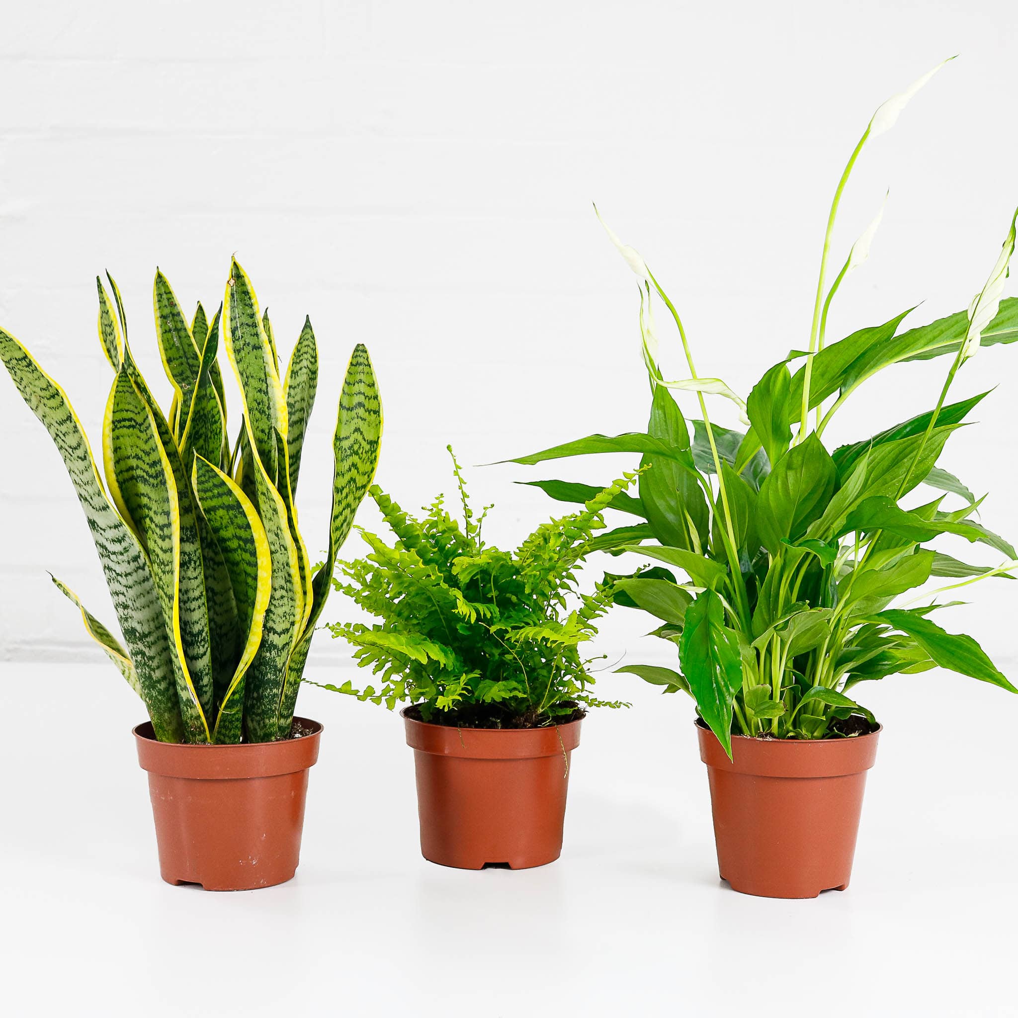 air purifying plant bundle