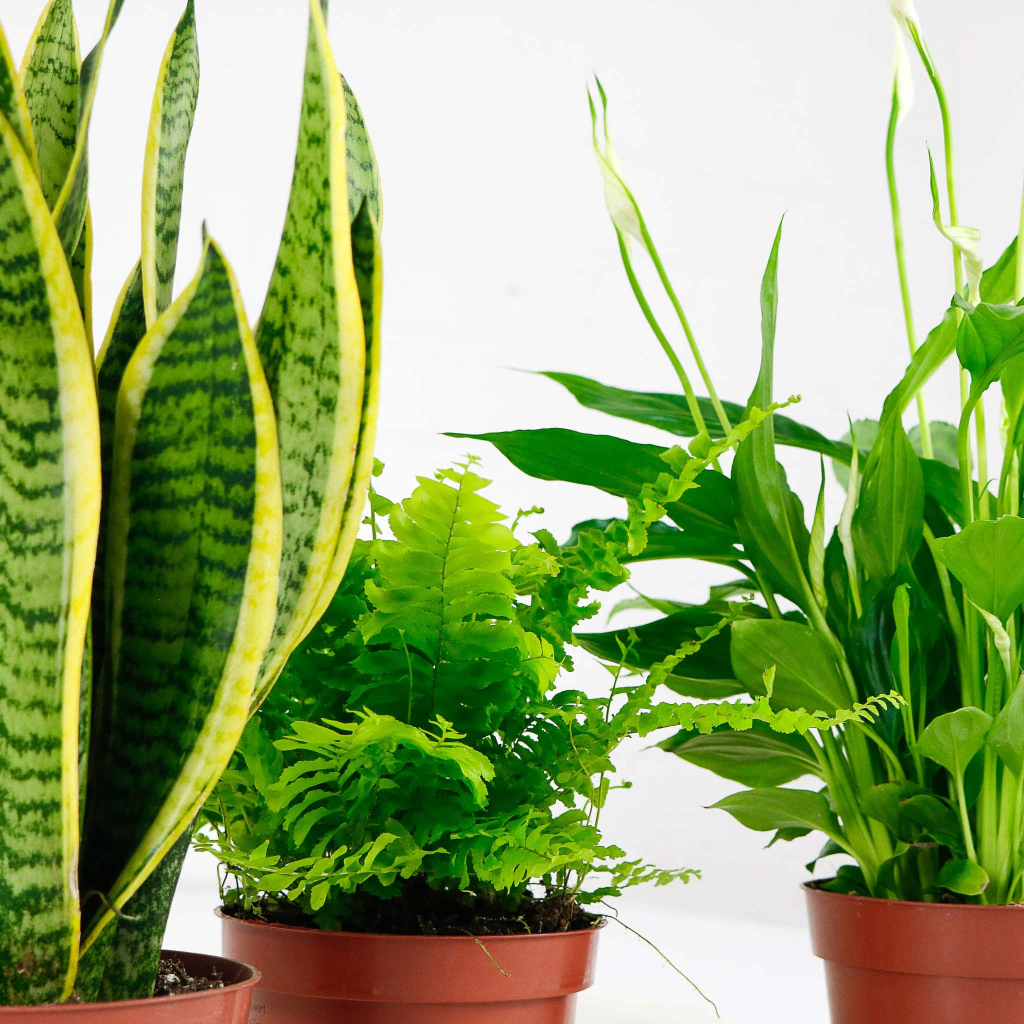air purifying plant bundle