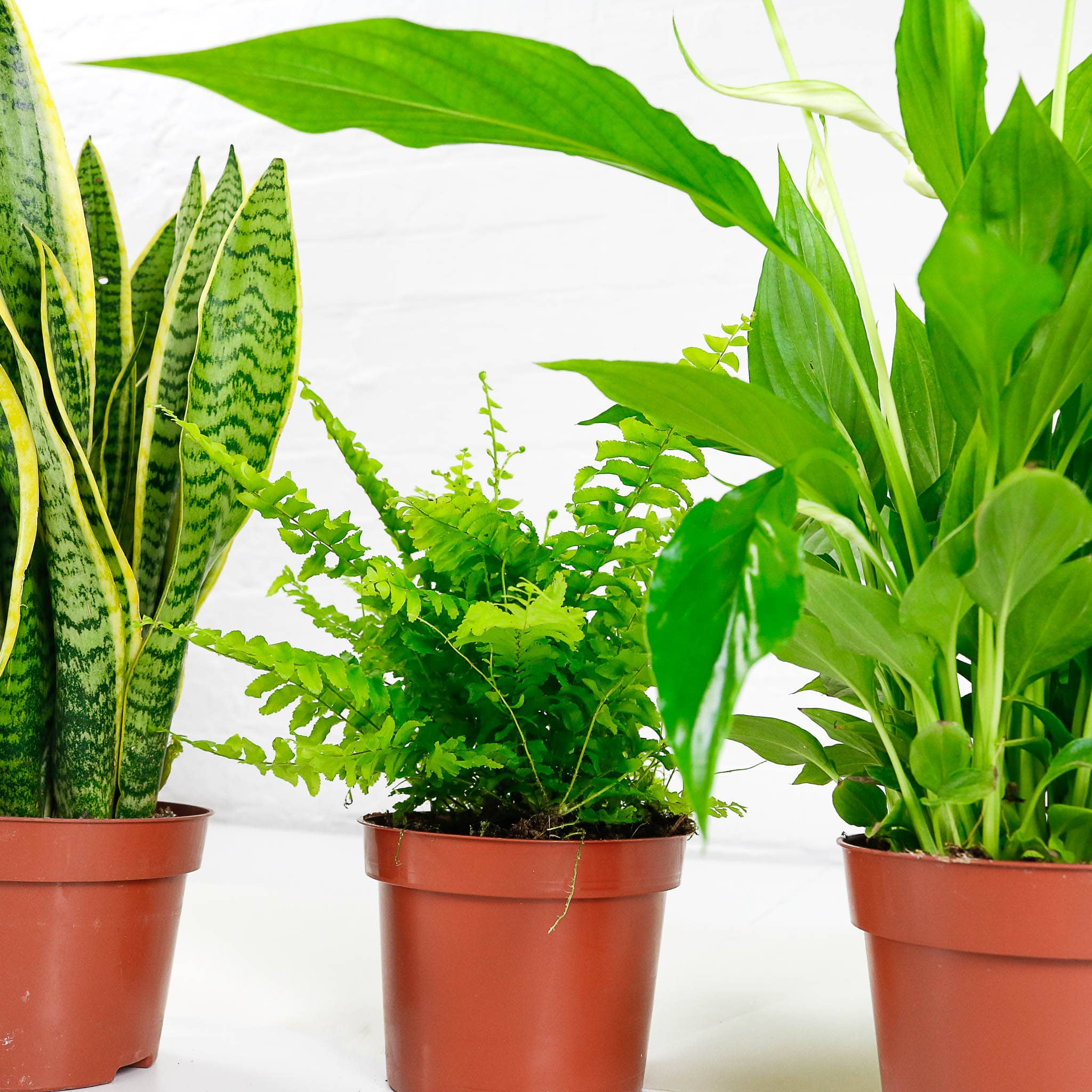 air purifying plant bundle-1