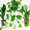easy care plant set house bundle easy care plant set house bundle