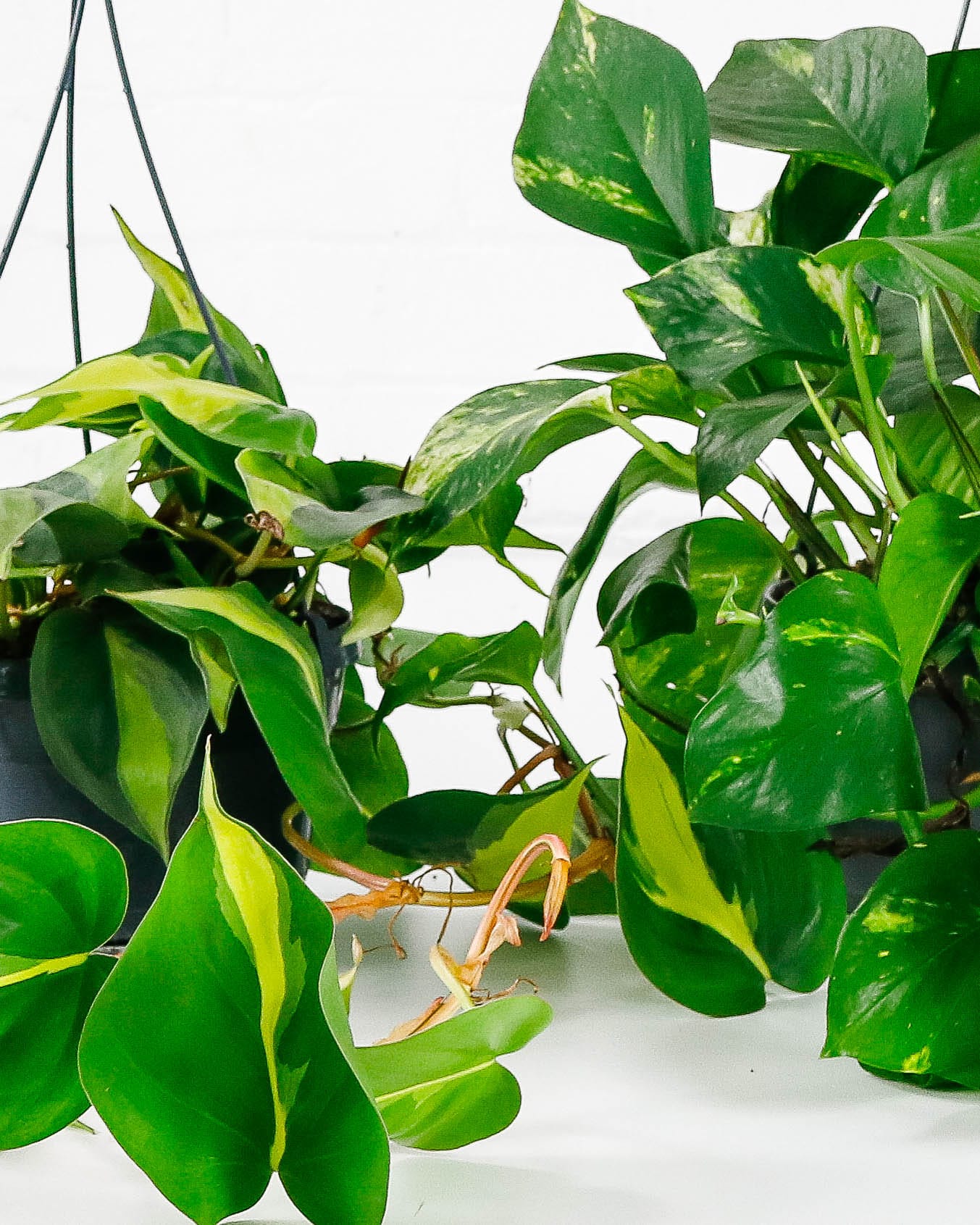 hanging houseplants