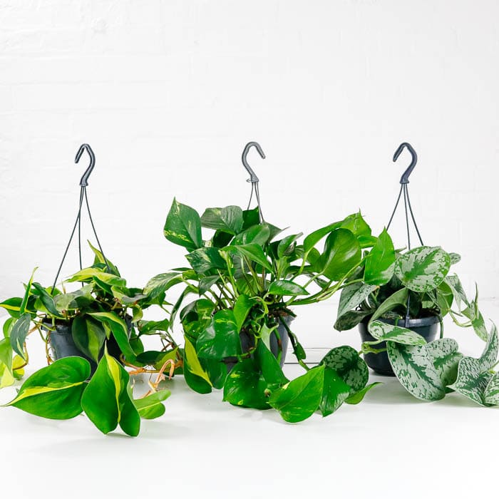 indoor hanging plant bundle indoor hanging plant bundle