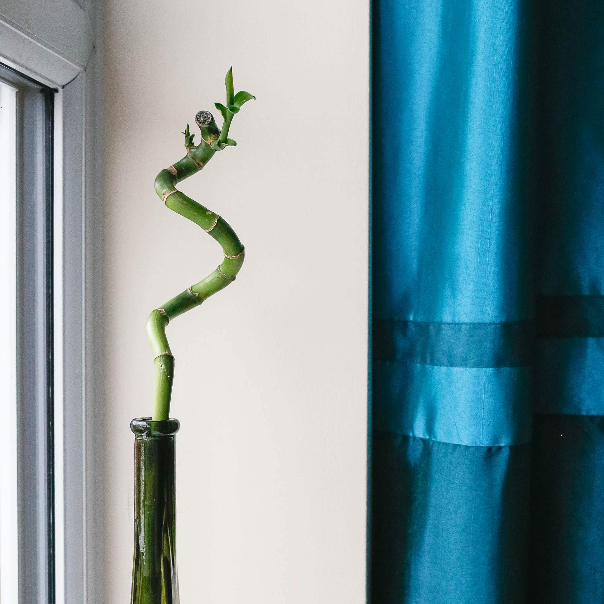 lucky bamboo dracaena sanderiana lucky bamboo dracaena sanderiana