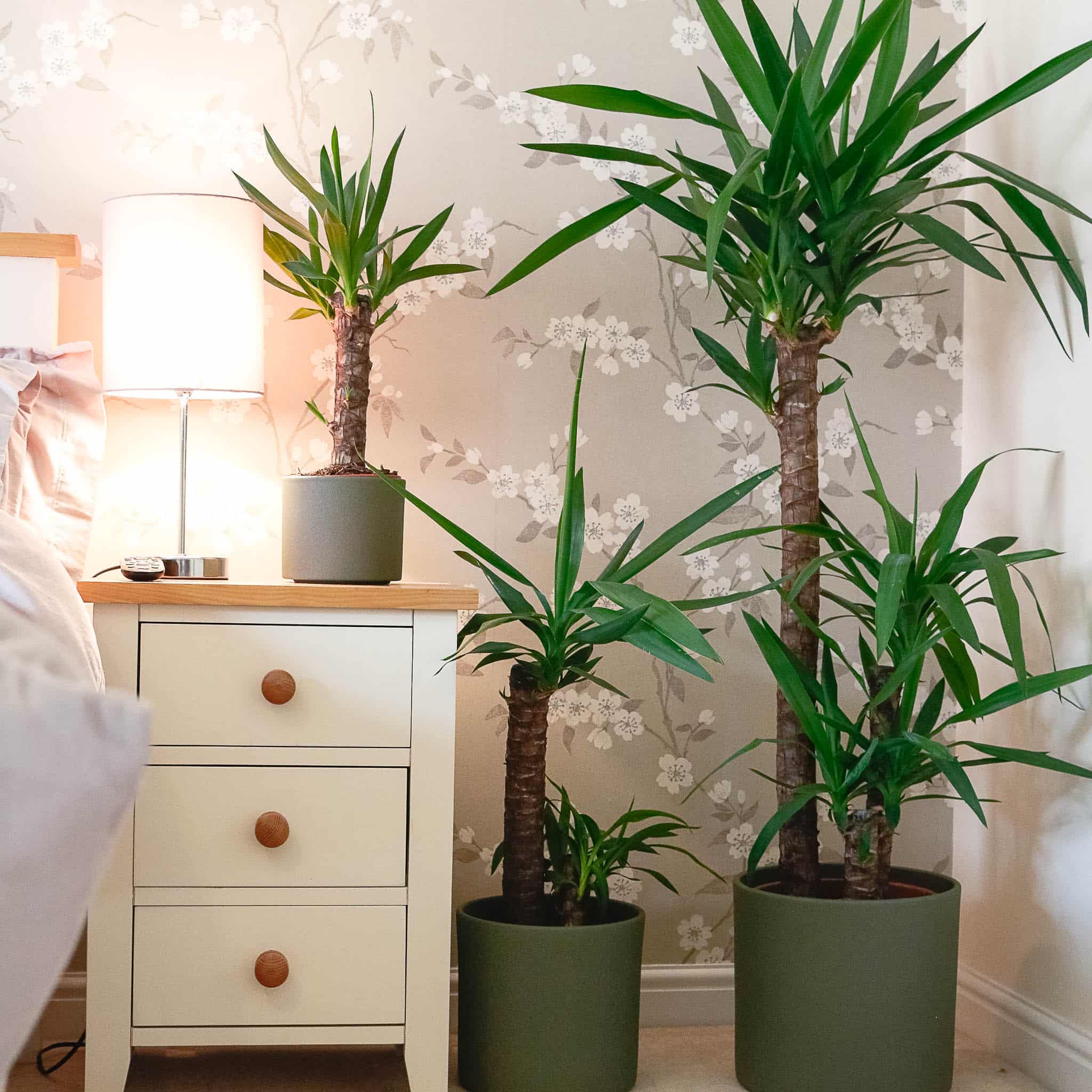 yucca elephantipes