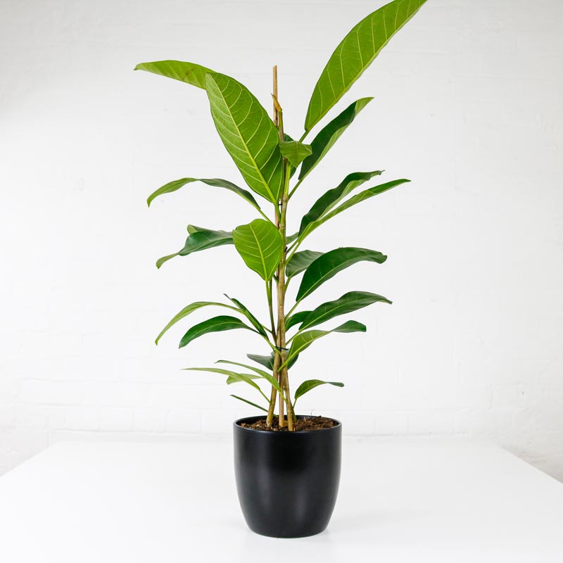 banyan fig banyan fig