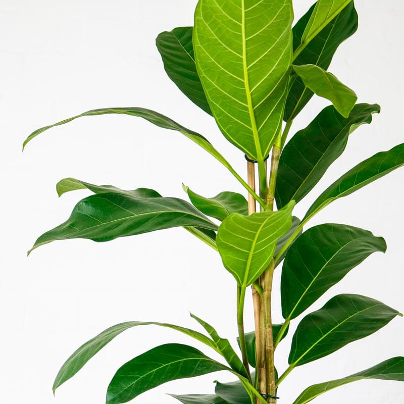 banyan fig ficus roy benghalensis indian houseplant banyan fig ficus roy benghalensis