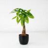 money tree pachira aquatica small