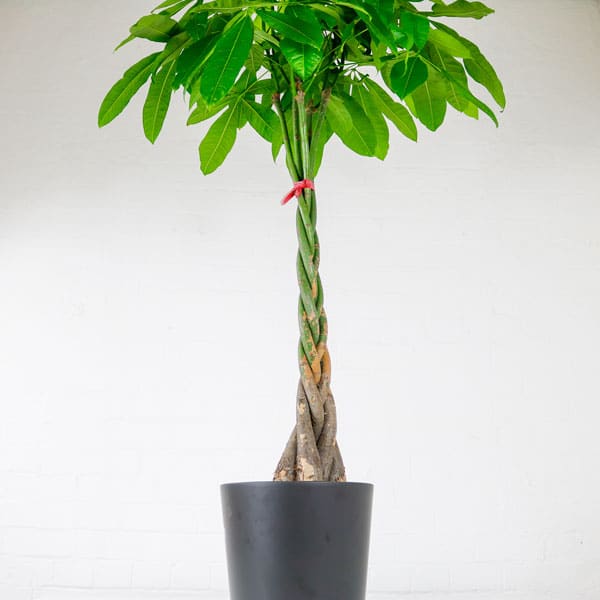 money tree pachira aquatica large