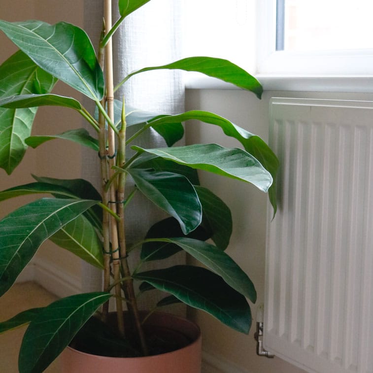banyan fig ficus benghalensis 1 banyan fig ficus benghalensis indian house plant