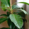 banyan fig ficus benghalensis indian house plant