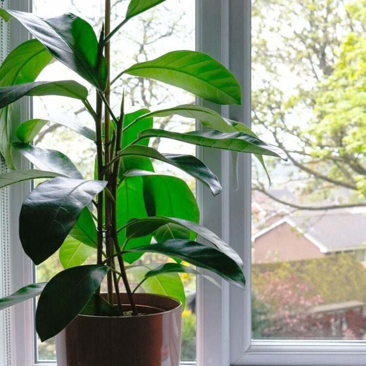 banyan fig ficus benghalensis indian house plant