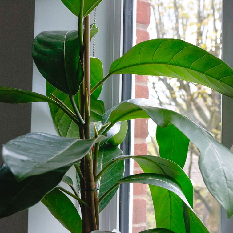 banyan fig ficus benghalensis 5 banyan fig ficus benghalensis indian house plant