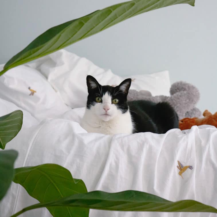 pet friendly houseplants safe for cats dogs