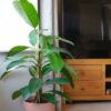 banyan fig ficus benghalensis indian house plant