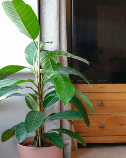 banyan fig ficus benghalensis indian house plant