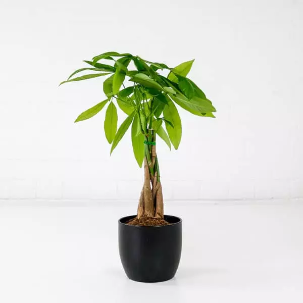 Where to purchase on sale a money tree