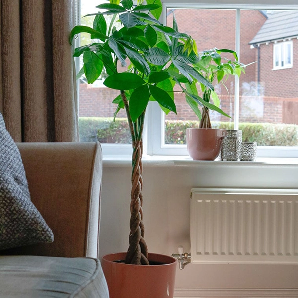 Money tree on sale indoor plant