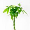 money tree pachira aquatica money tree pachira aquatica