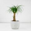 ponytail palm Beaucarnea Recurvata ponytail palm Beaucarnea Recurvata