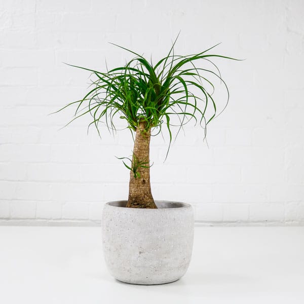 ponytail palm Beaucarnea Recurvata ponytail palm Beaucarnea Recurvata