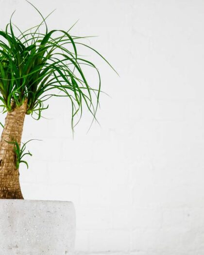 ponytail palm Beaucarnea Recurvata