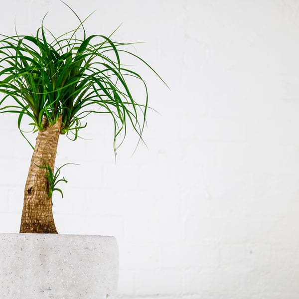 ponytail palm Beaucarnea Recurvata