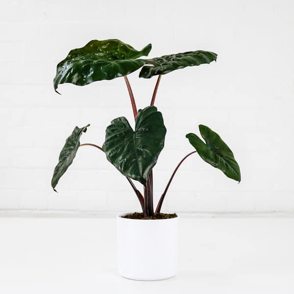 alocasia elephant's ear plant alocasia elephant's ear plant