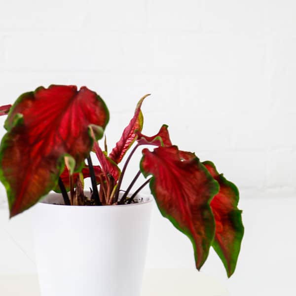 caladium heart of jesus