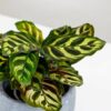 Peacock Plant Calathea Makoyana Peacock Plant Calathea Makoyana