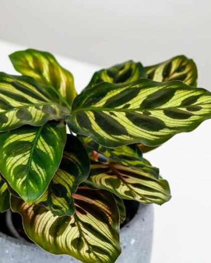 Peacock Plant Calathea Makoyana