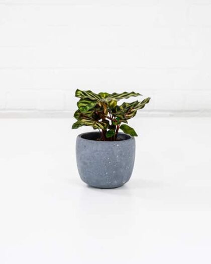 Peacock Plant Calathea Makoyana