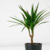 dragon tree plant dracaena marginata dragon tree plant dracaena marginata