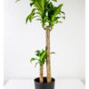 corn plant massangeana dracaena fragrans mass cane corn plant massangeana dracaena fragrans mass cane