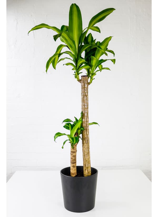 corn plant massangeana dracaena fragrans mass cane