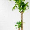 corn plant massangeana dracaena fragrans mass cane corn plant massangeana dracaena fragrans mass cane