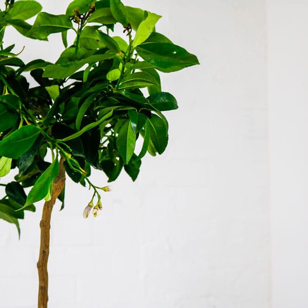 lemon tree indoor fruit plant