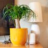 ponytail palm Beaucarnea Recurvata ponytail palm Beaucarnea Recurvata