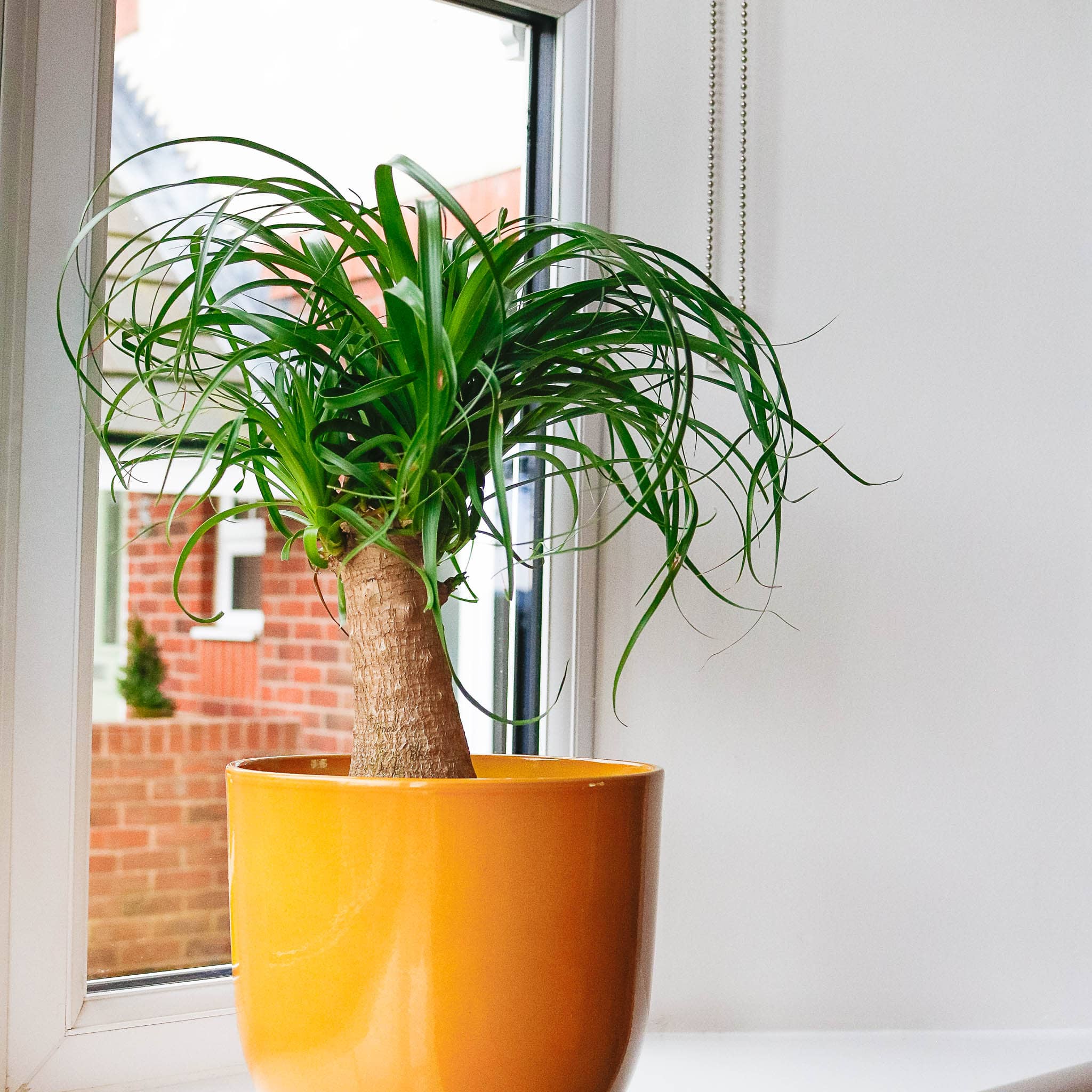 ponytail palm Beaucarnea Recurvata ponytail palm Beaucarnea Recurvata