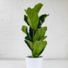 fiddle leaf fig ficus lyrata medium size