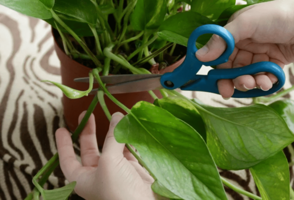 how to take stem cuttings from houseplants